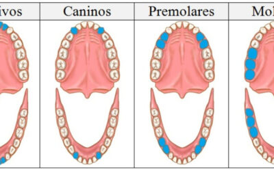 Función de cada uno de nuestros dientes