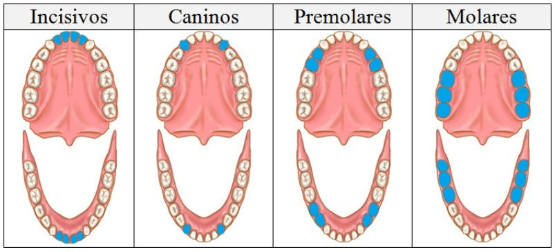 Función de cada uno de nuestros dientes